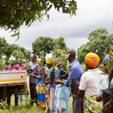 Queensland Nuts Limited farmer partners receiving macadamia seedlings for sustainable cultivation in Kenya