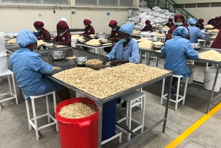 Queensland Nuts Limited dedicated quality control team conducting manual inspection of macadamia kernels in clean facility