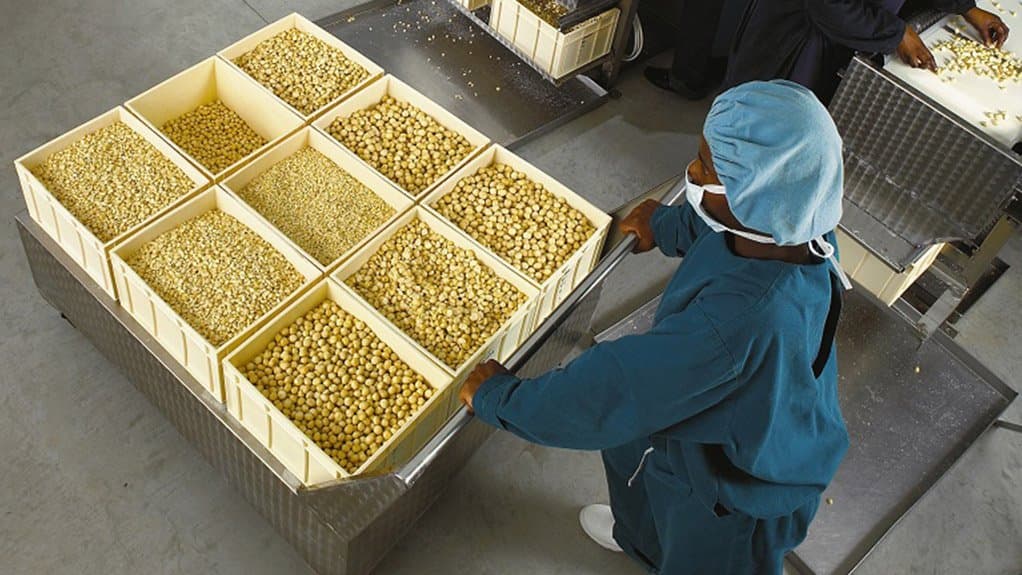 Final quality inspection and sorting of macadamia kernels before packaging at Queensland Nuts Limited facility